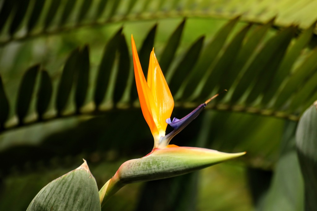 極楽鳥花