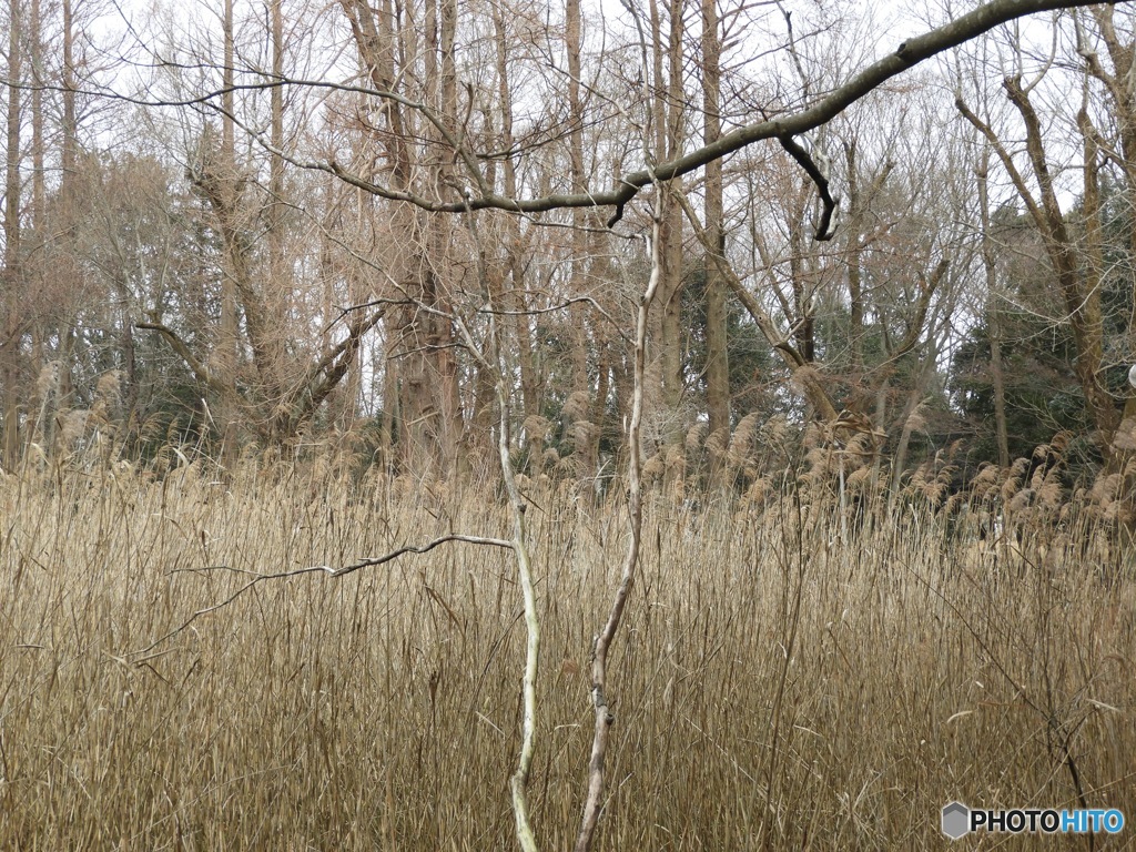 枯れ
