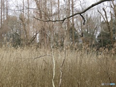 枯れ