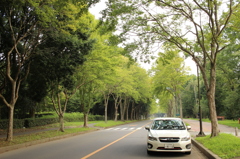 街路樹 2