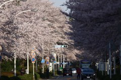 桜並木の道