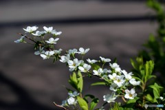 ユキヤナギ