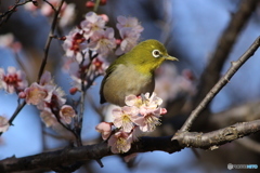 横顔