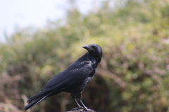 カラス