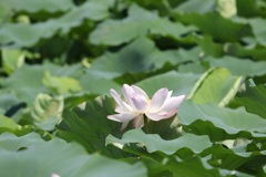 蓮華