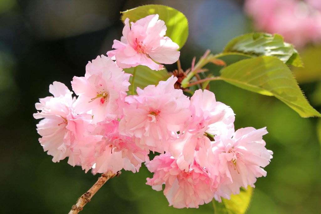 八重桜