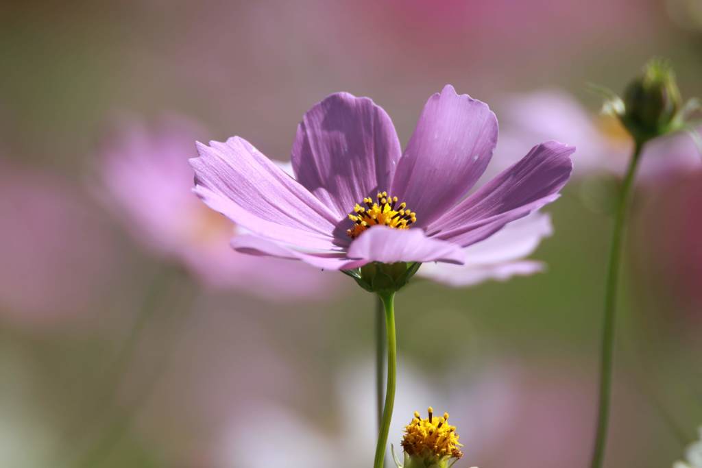 秋桜