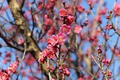 春の匂い