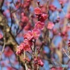春の匂い