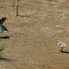 観客は・・・コチドリ