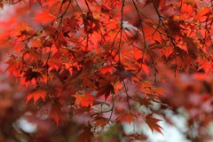 春紅葉