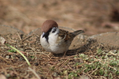 すずめ