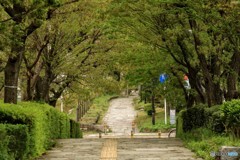 新緑の遊歩道