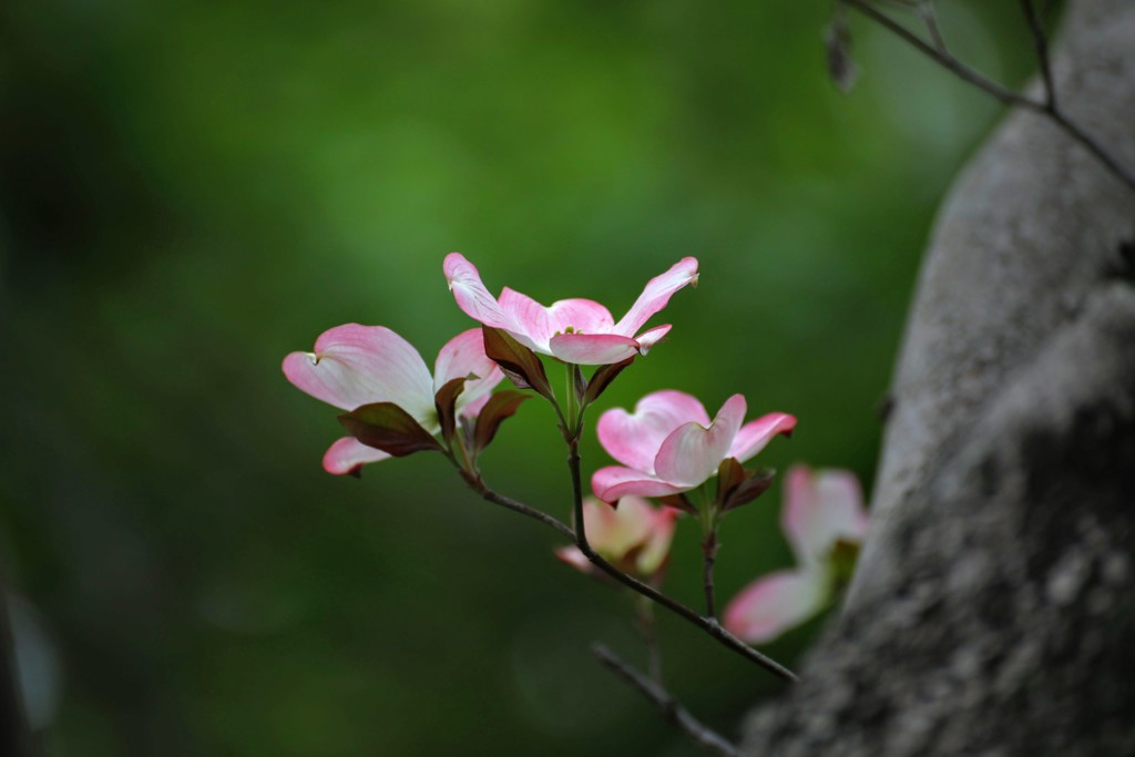 華やかな恋