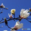 青空に映える白