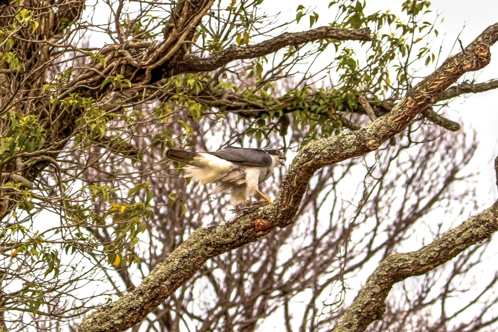 オオタカ　鳴く