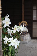 ユリとタヌキ