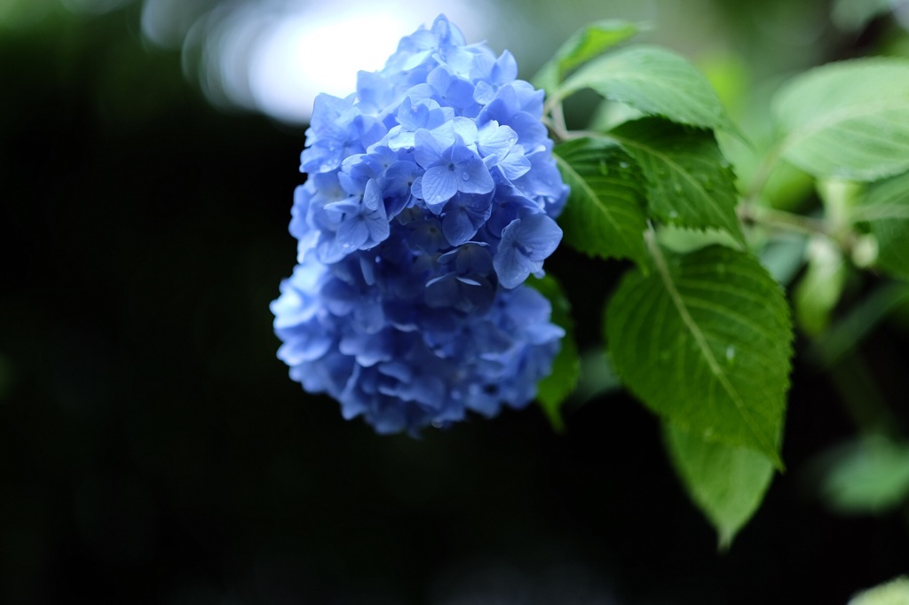 紫陽花