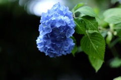 紫陽花