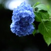 紫陽花