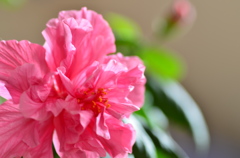 北国で咲く南国の花