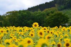 目立ちたがり・・