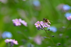 わすれな草