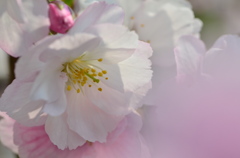 ｓａｋｕｒａ
