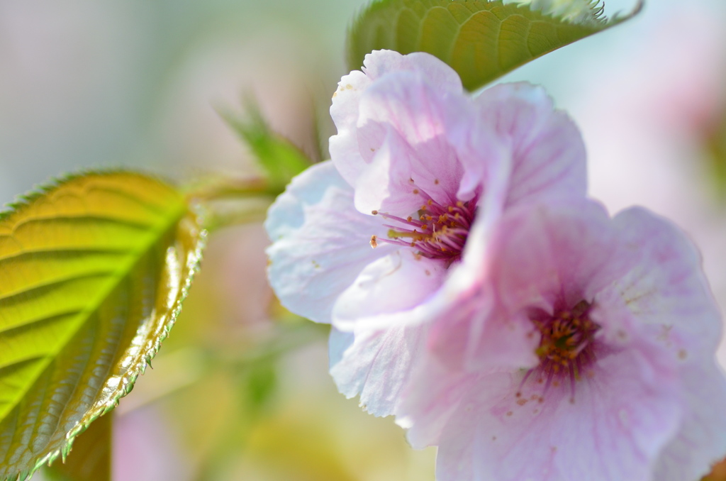 ｓａｋｕｒａ