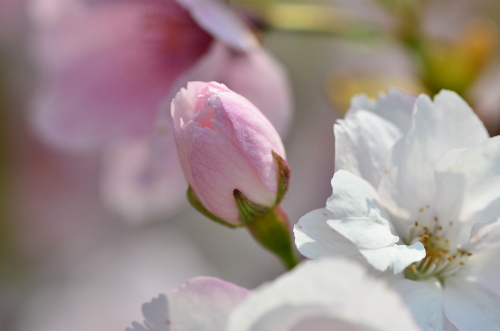 ｓａｋｕｒａ