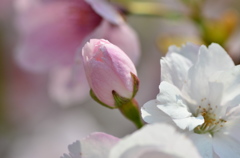 ｓａｋｕｒａ