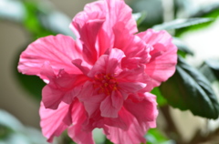 北国で咲く南国の花