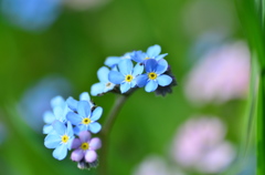 忘れな草