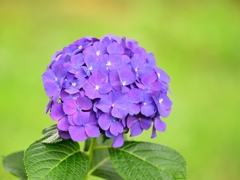 紫陽花