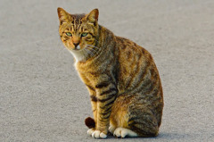 瀬長島のネコさん