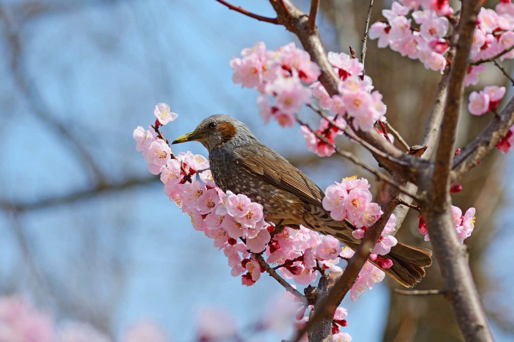 梅の香りはいかがですか？