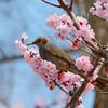 梅の香りはいかがですか？