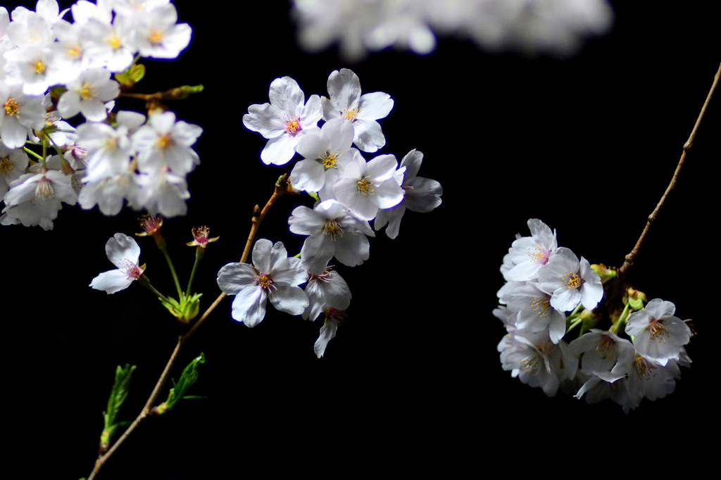 夜桜