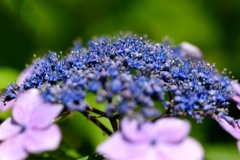 紫陽花