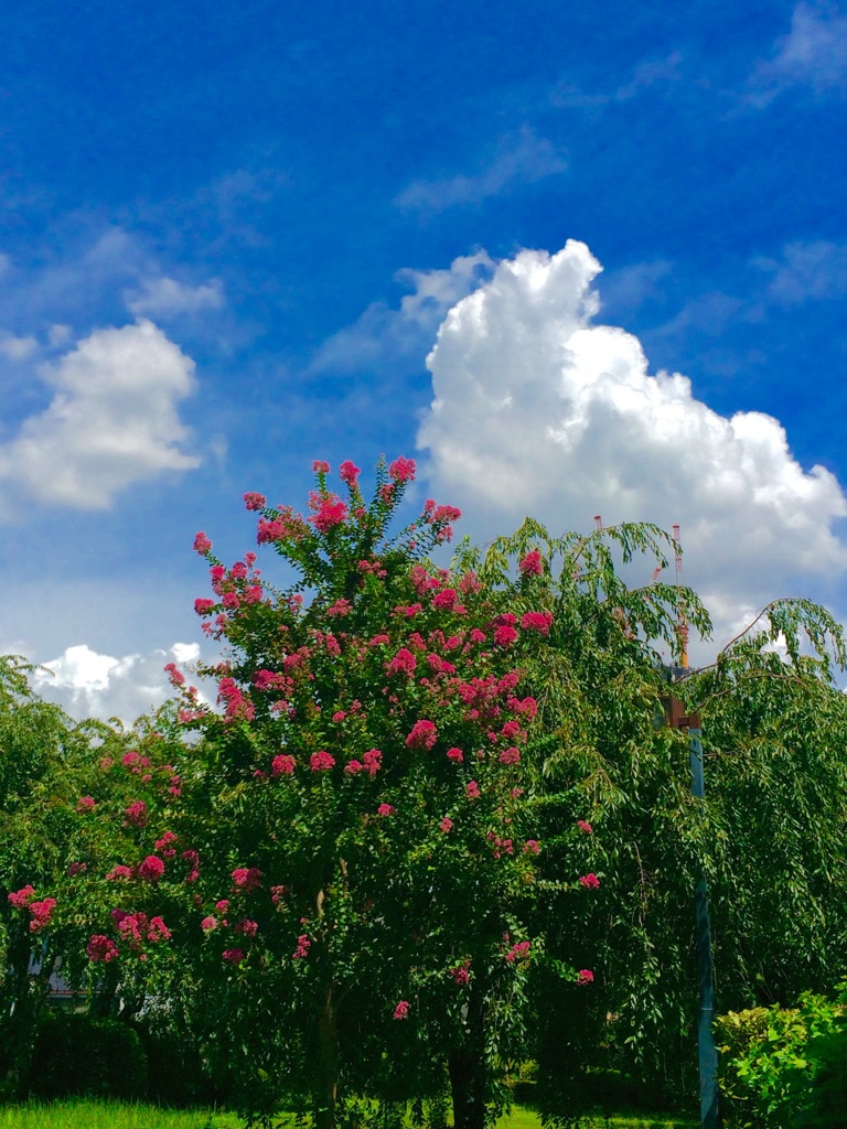 夏空と百日紅