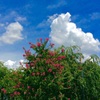 夏空と百日紅