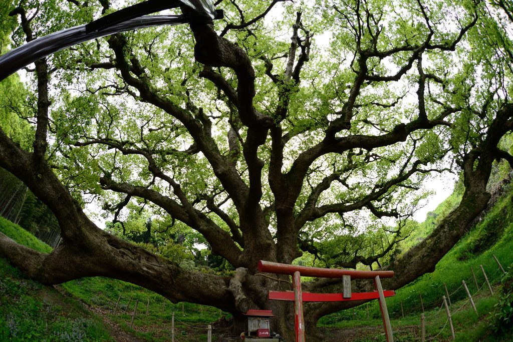 大楠②