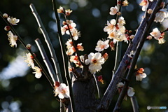 小春日和８