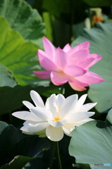 蓮　清心　2