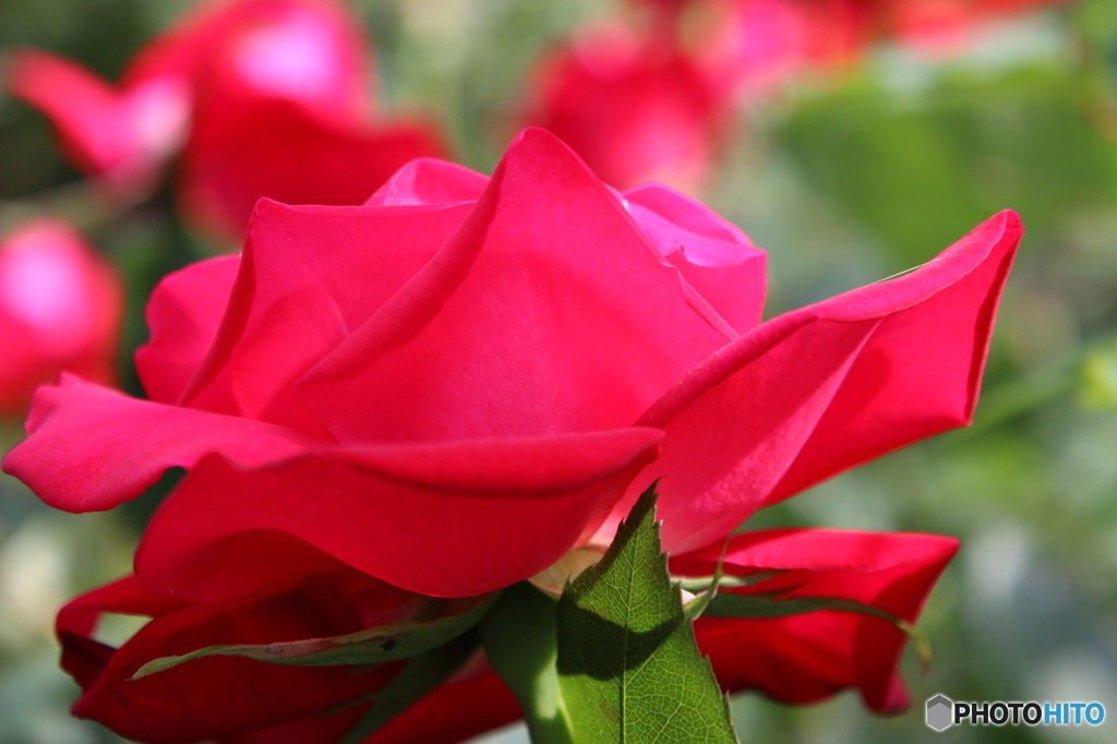 東京日和３８（薔薇）