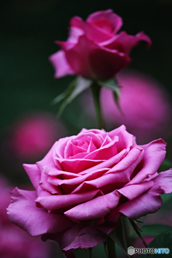 薔薇の品格　8