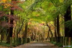 秋を感じる風景　２