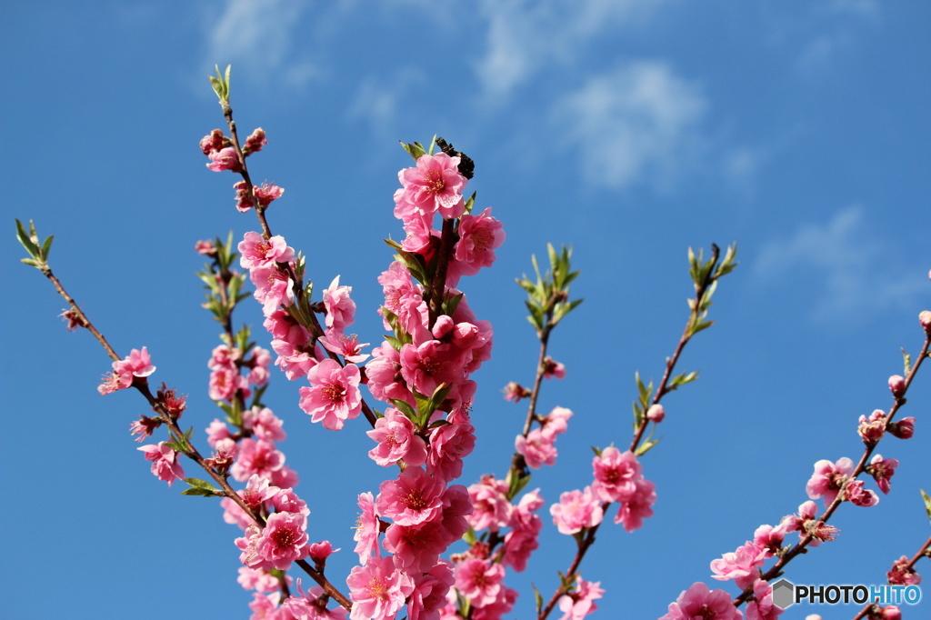 東京日和３１（春の花）
