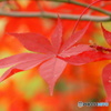 紅葉（もみじ）のいろみ　１
