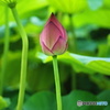 遅ればせながら